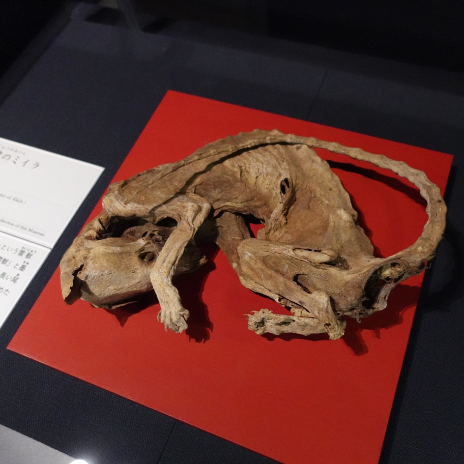 展示が替わりました！／ 秋の常設展「日本の妖怪」(2024．12/3(火)まで