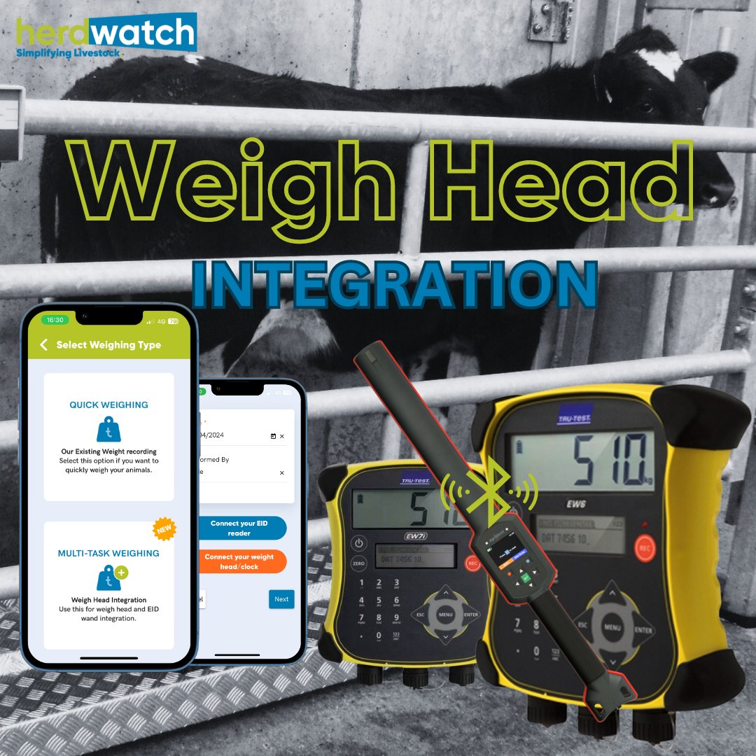 Herdwatch's tweet image. Don't Forget🐮
The Herdwatch App can now connect with the Ezi Weight 6/7i weigh heads along with a number of EID readers to speed and simplify the job! Get in touch for more information.

#herdwatch #cattle #weighing
