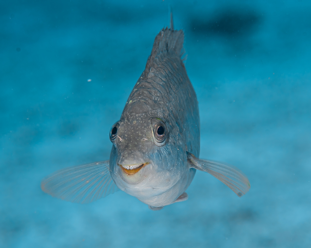 Mental_Elf's tweet photo. "A future of multiple diagnostic systems is probably inevitable, but it will not always be easy."
Perhaps the biggest unanswered question is: why on earth do we need a #BabelFish?
#RDoC #HiTOP #PTMF #MentalHealthScience #DiagnosticPluralism