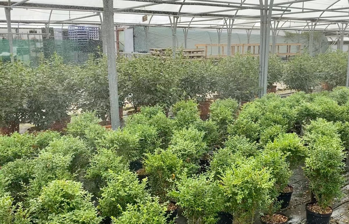We grow several types of hedging plants, please enquire for availability 🙂 Bulk discounts, and delivery available by quotation.
Southwick Road, North Boarhunt, near Wickham, Fareham, PO17 6JH, Open Mon-Sat 9am-5pm, 01329 832294  mountfolly.co.uk/contact-us/ 
#hedging #local #growers