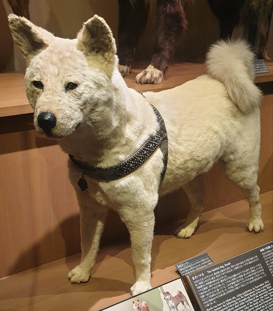 Darren Naish tweet media