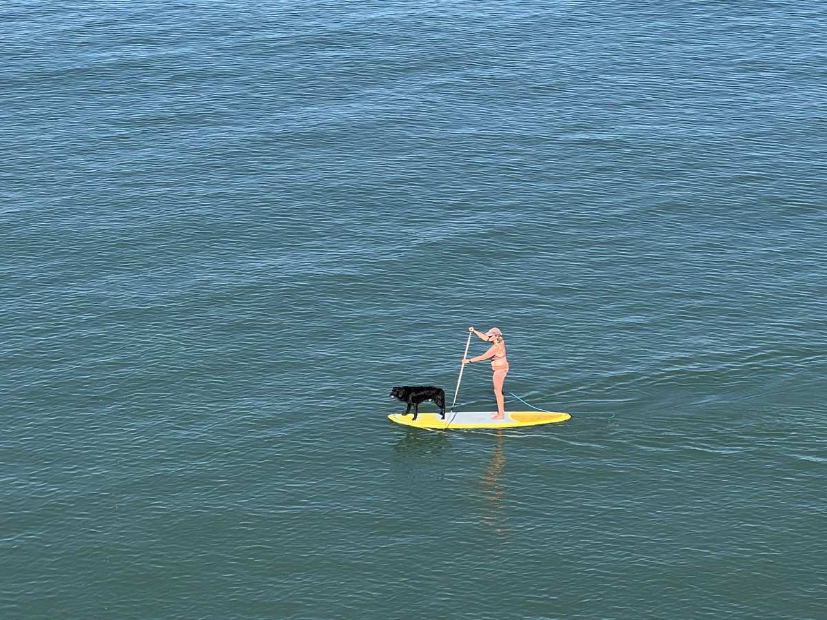 WurfTwain's tweet photo. Hond uitlaten 2.0 😎 #scheveningen #denhaag #suppen #zomer #augustus https://t.co/n1EOEdyAS2