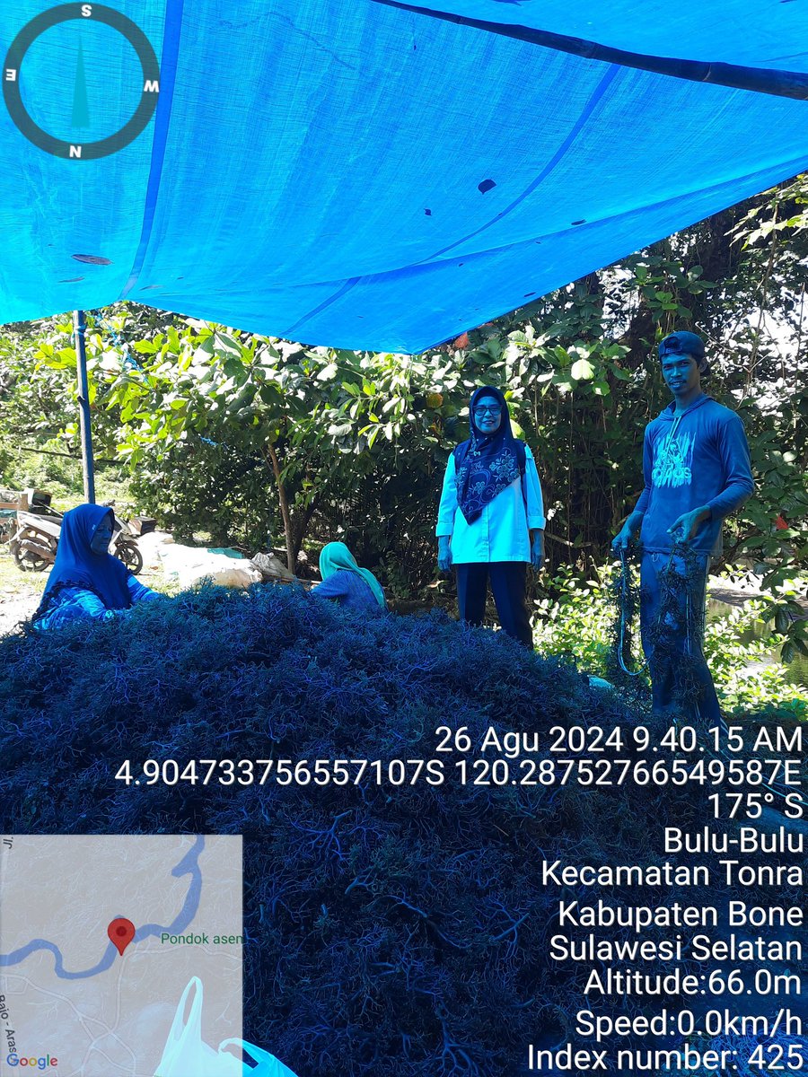nurhadati's tweet photo. Senin,26-8-2024, Nurhadati,sp.Luhkan kab.Bone,di pokdakan pangadang Desa bulu-bulu,
 mendampingi Panen ,rumput laut,sistim bentangan  ,sebanyak 1000 kg, bobot panen 40 hari,harga bibit rp.5.000/kg,sedangkan kering rp.13.000/kg
#GiatLuhkanSatminkalmaros #Bone #Panen https://t.co/abAvnFcm79