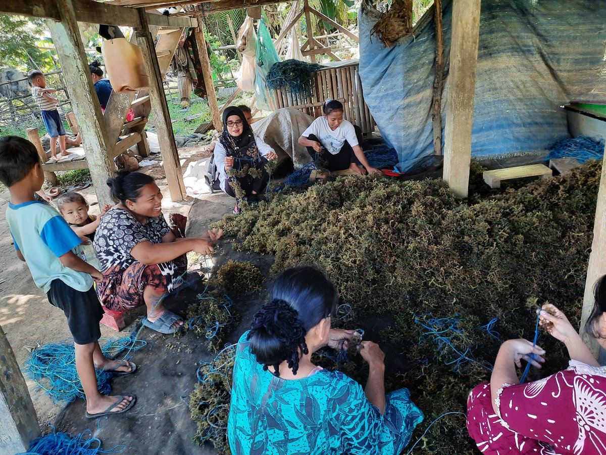 nurhadati's tweet photo. Senin,26-8-2024, Nurhadati,sp.Luhkan kab.Bone,di pokdakan pangadang Desa bulu-bulu,
 mendampingi Panen ,rumput laut,sistim bentangan  ,sebanyak 1000 kg, bobot panen 40 hari,harga bibit rp.5.000/kg,sedangkan kering rp.13.000/kg
#GiatLuhkanSatminkalmaros #Bone #Panen https://t.co/abAvnFcm79