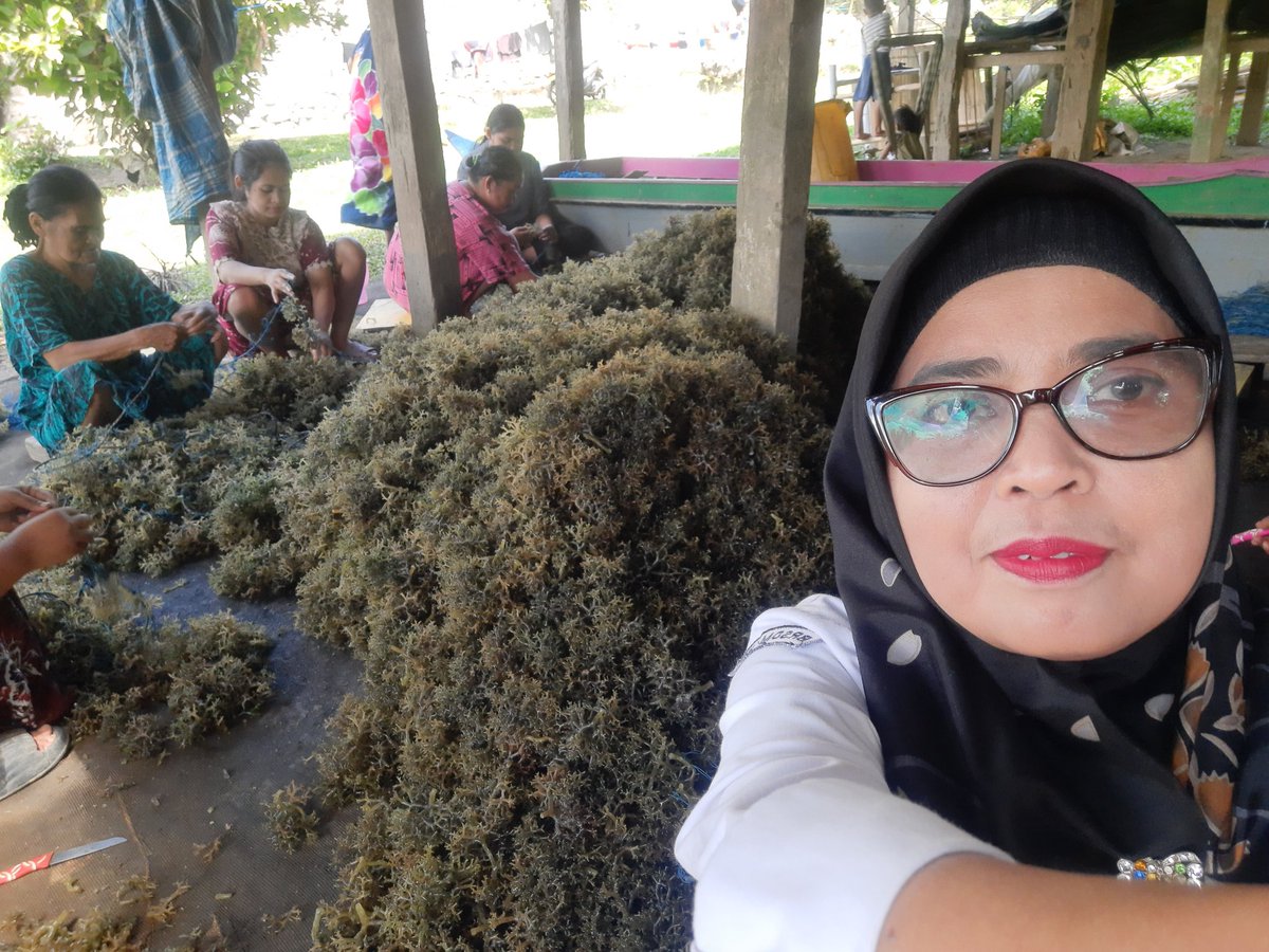 nurhadati's tweet photo. Senin,26-8-2024, Nurhadati,sp.Luhkan kab.Bone,di pokdakan pangadang Desa bulu-bulu,
 mendampingi Panen ,rumput laut,sistim bentangan  ,sebanyak 1000 kg, bobot panen 40 hari,harga bibit rp.5.000/kg,sedangkan kering rp.13.000/kg
#GiatLuhkanSatminkalmaros #Bone #Panen https://t.co/abAvnFcm79