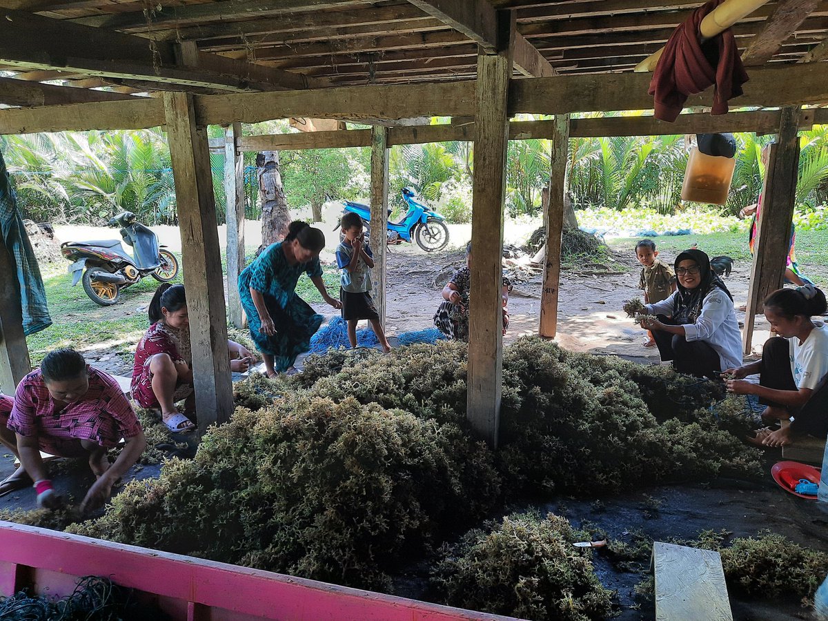 nurhadati's tweet photo. Senin,26-8-2024, Nurhadati,sp.Luhkan kab.Bone,di pokdakan pangadang Desa bulu-bulu,
 mendampingi Panen ,rumput laut,sistim bentangan  ,sebanyak 1000 kg, bobot panen 40 hari,harga bibit rp.5.000/kg,sedangkan kering rp.13.000/kg
#GiatLuhkanSatminkalmaros #Bone #Panen https://t.co/abAvnFcm79