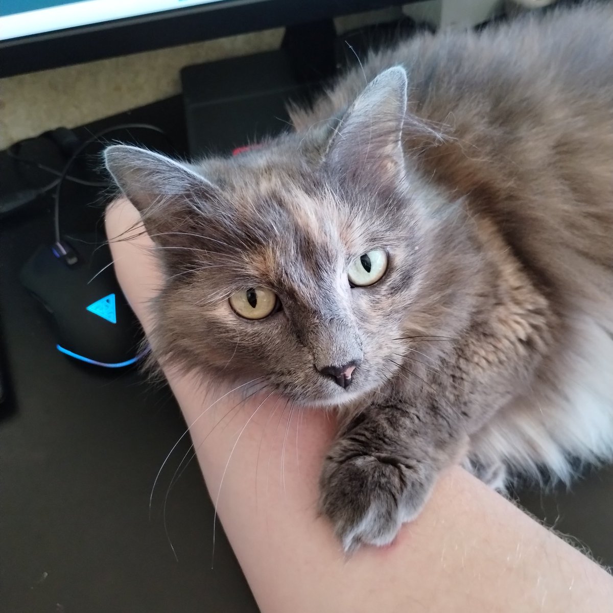 PerceptCheck's tweet image. #NewProfilePic