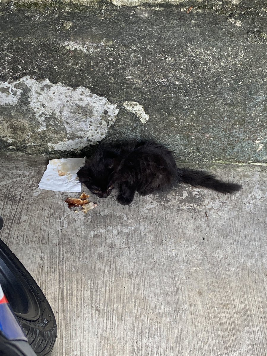 mmrizkyanto's tweet photo. Slide 1: Awal Agustus pare di rescue dari tempat sidin di buang pemilik sebelumnya.
Slide 2: Badannya mulai lemas kada mau makan.
Slide 3: Tubuhnya bergetar tapi tetap clingy bekawanan.
Slide 4: Pare sudah tidur dalam kematian.

Segera ketemu lagi ya anak cantik.
🖤 https://t.co/0y85peH8GI