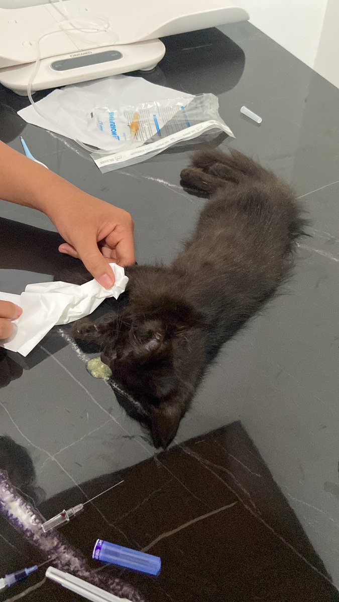 mmrizkyanto's tweet photo. Slide 1: Awal Agustus pare di rescue dari tempat sidin di buang pemilik sebelumnya.
Slide 2: Badannya mulai lemas kada mau makan.
Slide 3: Tubuhnya bergetar tapi tetap clingy bekawanan.
Slide 4: Pare sudah tidur dalam kematian.

Segera ketemu lagi ya anak cantik.
🖤 https://t.co/0y85peH8GI