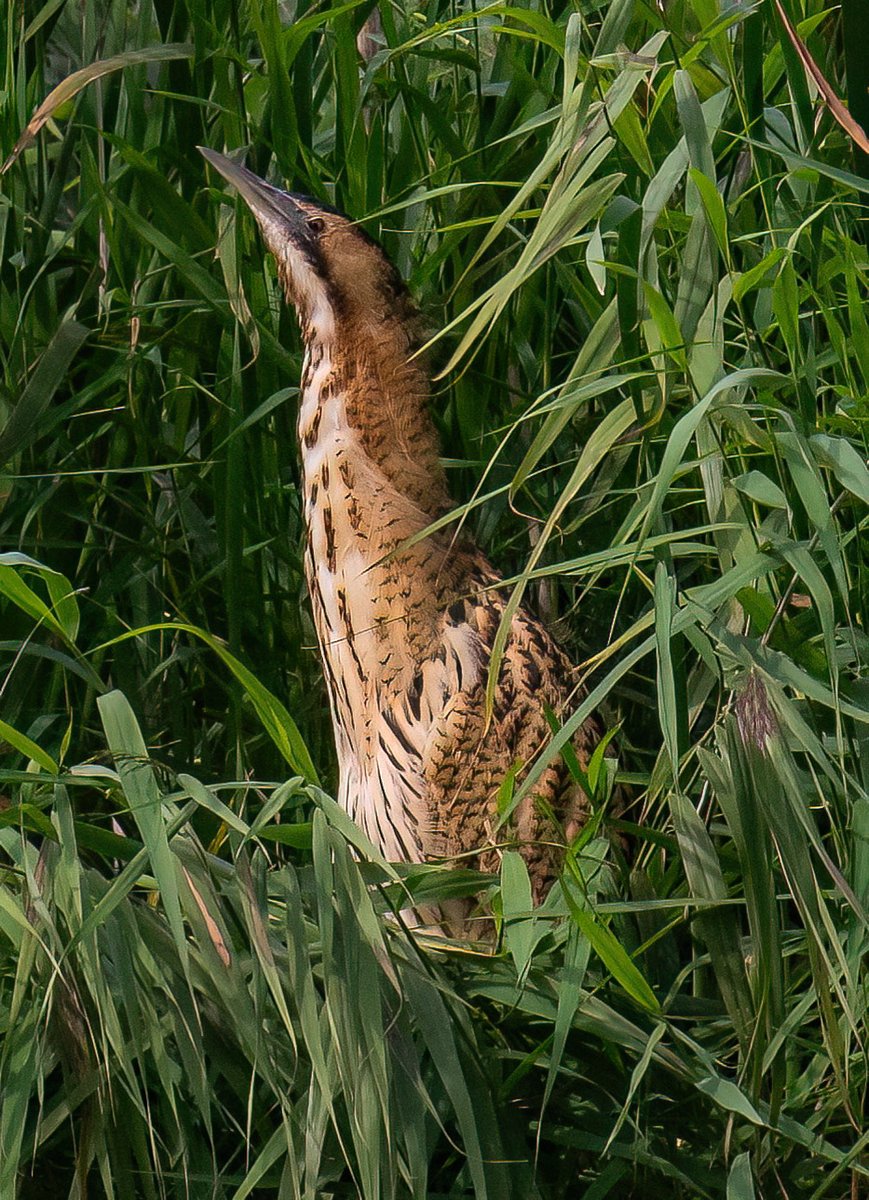 Great morning visit at the weekend to St Aidans <a href="/RSPBAireValley/">RSPB Fairburn Ings and RSPB St Aidan’s</a> with <a href="/yorkshirewild/">Steve Farley</a>. Two ospreys, bittern, spoonbills, kingfishers, little owl to name but a few.