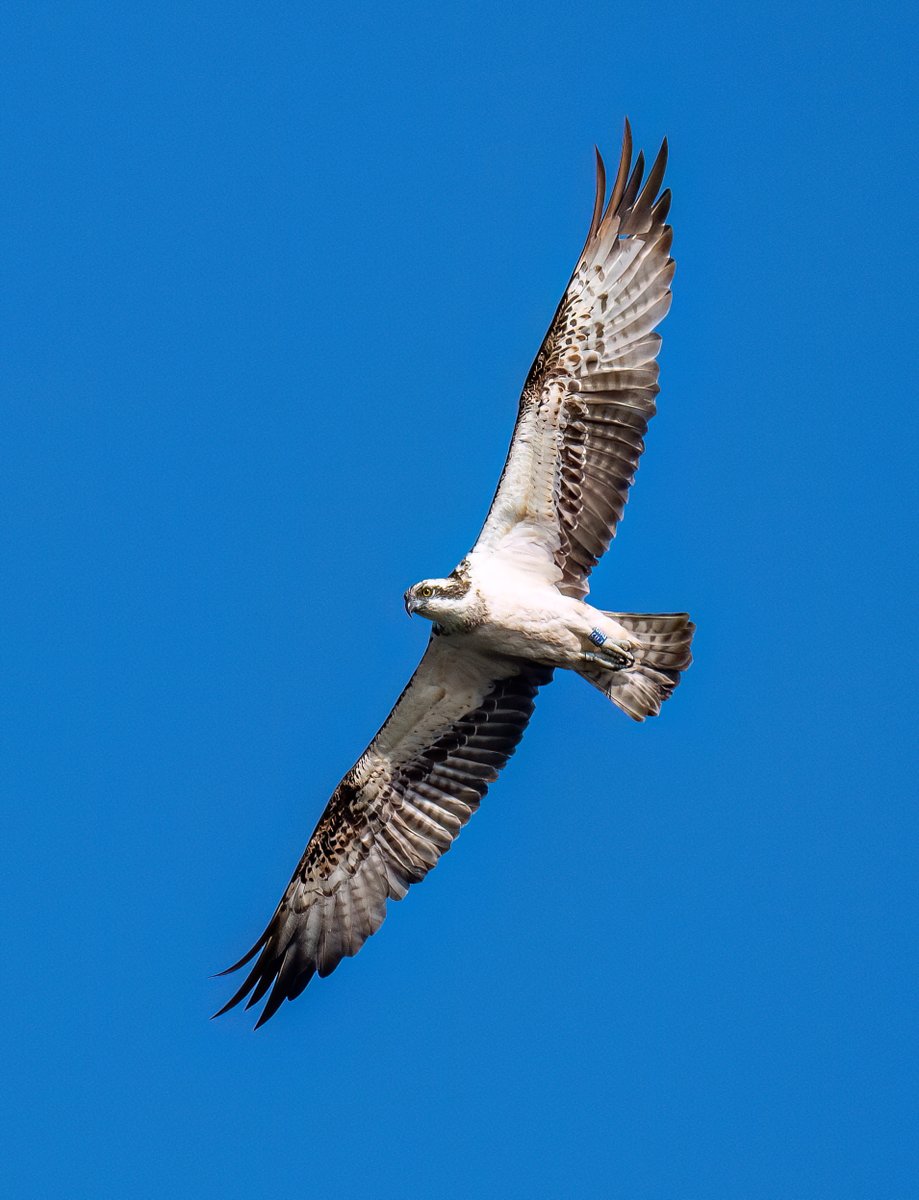 phil_smithson's tweet photo. Great morning visit at the weekend to St Aidans @RSPBAireValley with @yorkshirewild. Two ospreys, bittern, spoonbills, kingfishers, little owl to name but a few. https://t.co/FphMi1HWBc