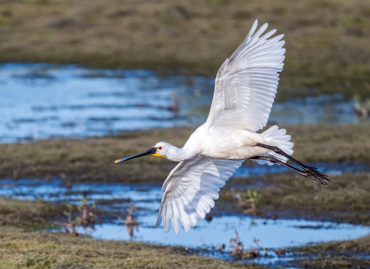 phil_smithson's tweet photo. Great morning visit at the weekend to St Aidans @RSPBAireValley with @yorkshirewild. Two ospreys, bittern, spoonbills, kingfishers, little owl to name but a few. https://t.co/FphMi1HWBc