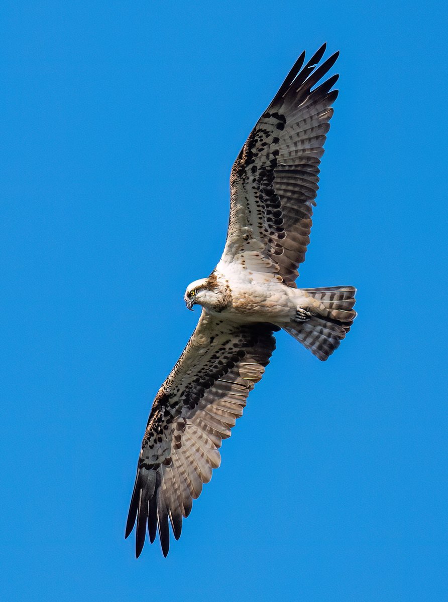 phil_smithson's tweet photo. Great morning visit at the weekend to St Aidans @RSPBAireValley with @yorkshirewild. Two ospreys, bittern, spoonbills, kingfishers, little owl to name but a few. https://t.co/FphMi1HWBc