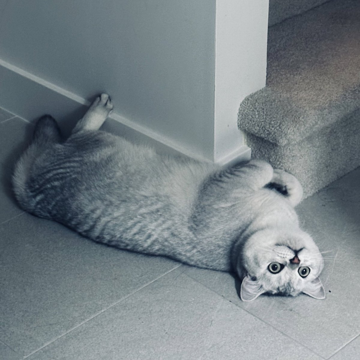 h7une's tweet image. luffy is the cutest cat ever…