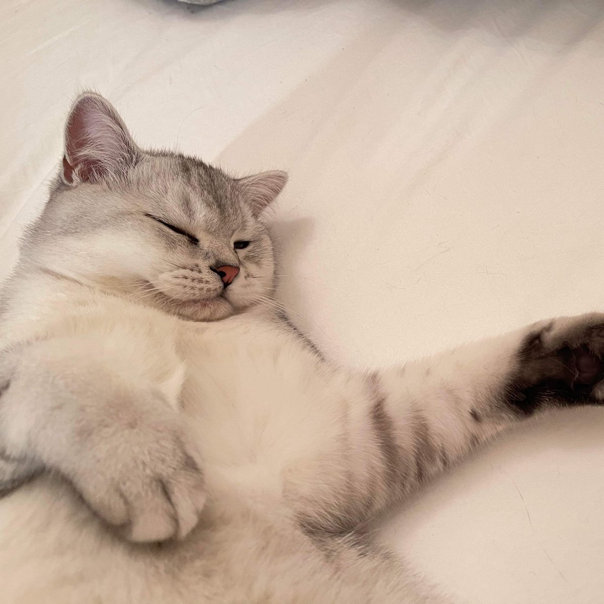 h7une's tweet image. luffy is the cutest cat ever…