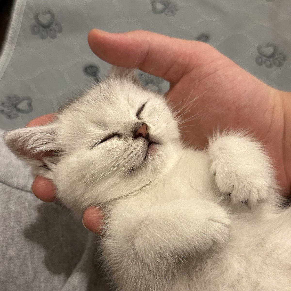 h7une's tweet image. luffy is the cutest cat ever…