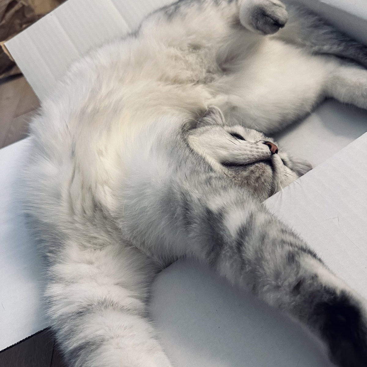 h7une's tweet image. luffy is the cutest cat ever…