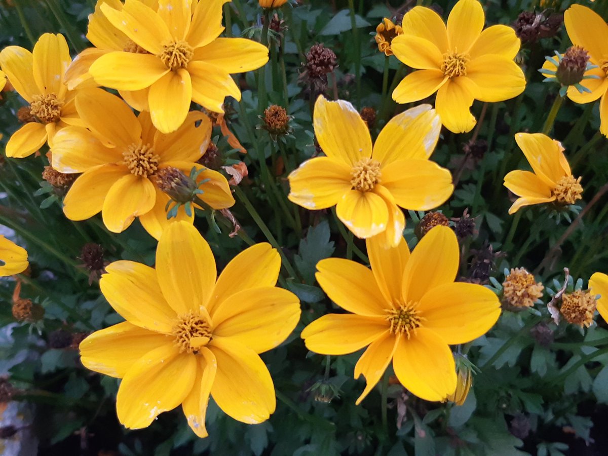 Nora lamens tweet media