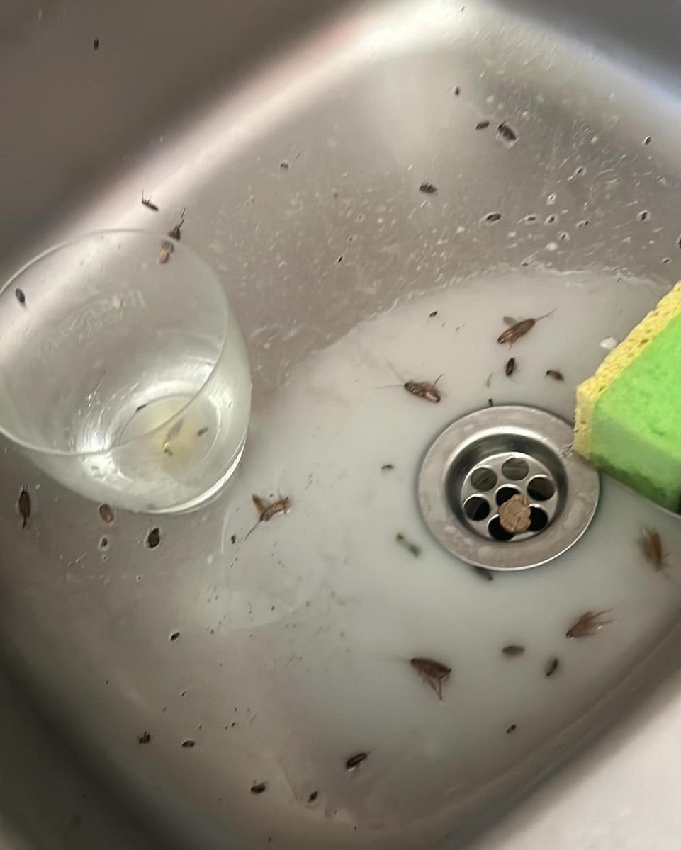 StepinPest's tweet photo. Cockroaches Treatment 🪳🪳🪳 

#Roaches #Cockroaches #LalaNgoxolo Pearl Thusi Zuma Bheki Cele Sunnyside Phela Phela Helen Zille JHB CBD DJ Sbu Hillbrow Longwe #Abahambe eNCA SAPS Limpopo Cape Town Gauteng https://t.co/lk6Due7KCi