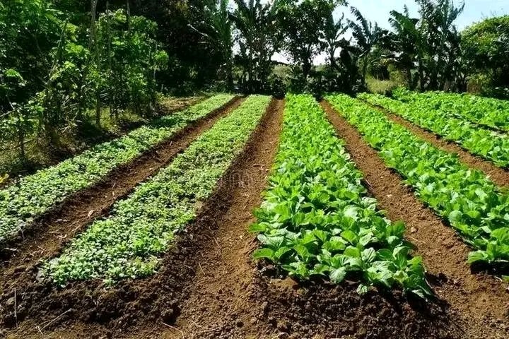 JoelOptimist1's tweet photo. Veggies are very profitable during dry season. #ILSM❤️ #WomenInAg https://t.co/yQaCg7ZkUx