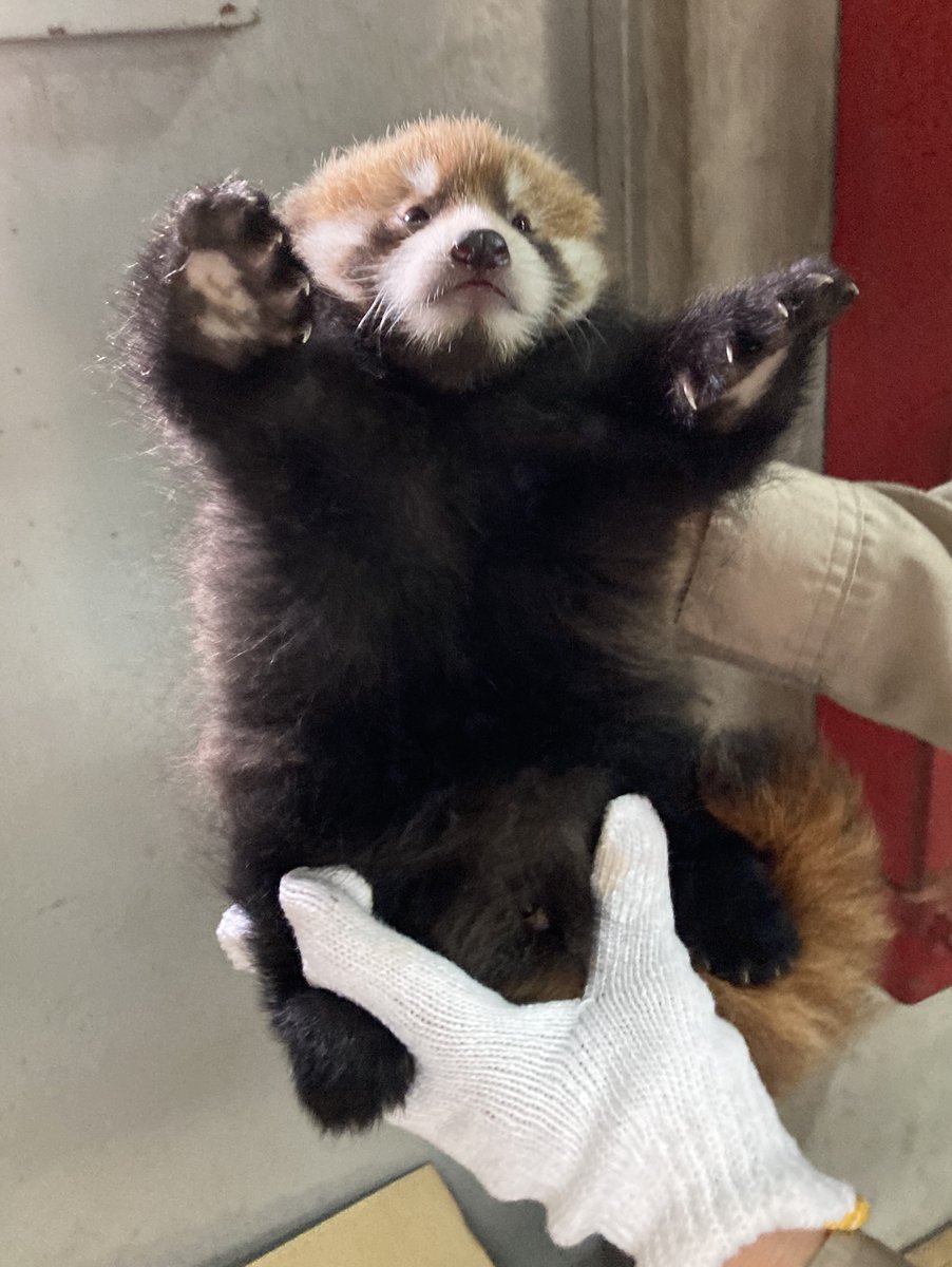 【ふわっふわ】広島市安佐動物公園のレッサーパンダさんの赤ちゃん、性別判定の結果出る。AIにポメラニアンと判定されるフワフワぶり。のサムネイル画像