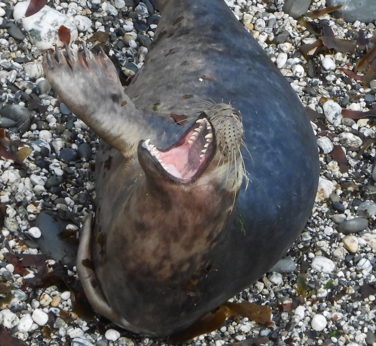 This week, the BBC will broadcast a programme called ‘The Seal Whisperer’ 
Seals are not cuddly playthings.
A sudden hand or body movement can be interpreted as a threat and they will defend themselves by biting.
We feel a responsibility to protect them and you from harm.