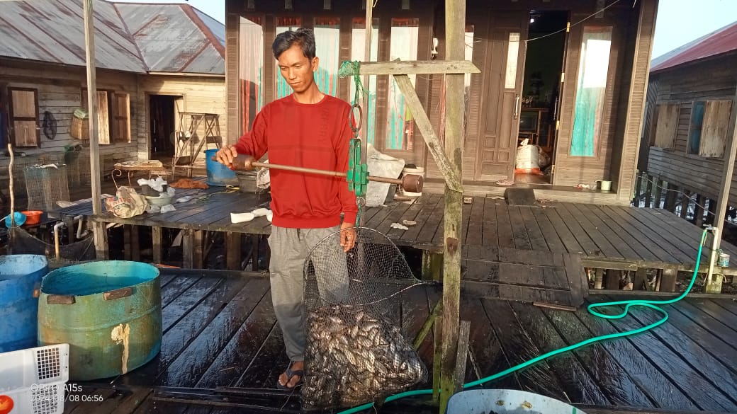 Wahyudi_Luhkan's tweet photo. Rabu (28/8),Wahyudi Rachman,Luhkan Kab.HSU,di KUB Sapat Rawa,Ds.Pajukungan Hulu,melaporkan hasil tangkapan Ikan sepat rawa menggunakan Jaring Insang sebanyak 150 Kg dgn harga jual Rp8.000/Kg.
#GiatLuhkanSatminkalBWI
#HuluSU
#tangkap
#Luhlapor @bppp_banyuwangi https://t.co/UtiTsdF81G