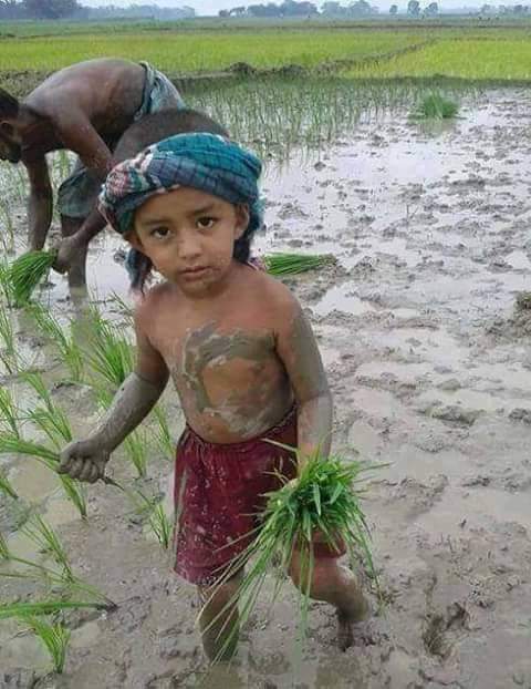 کہتے ہیں آٹا ہم نے سستا کیا چاول سستے کیے روٹی سستی کی یہ کسان کی فصل ہے غریب کسان سے سستی فصل چھین کر کریڈٹ خود لیتے ہیں.
تم نے کرنی ہے تو کھاد سستی کرو تیل سستا کرو بجلی سستی کرو بیج سستے کرو زرعی ادویات سستی کرو
پھر تمام فصلیں سستی دے گا کسان..