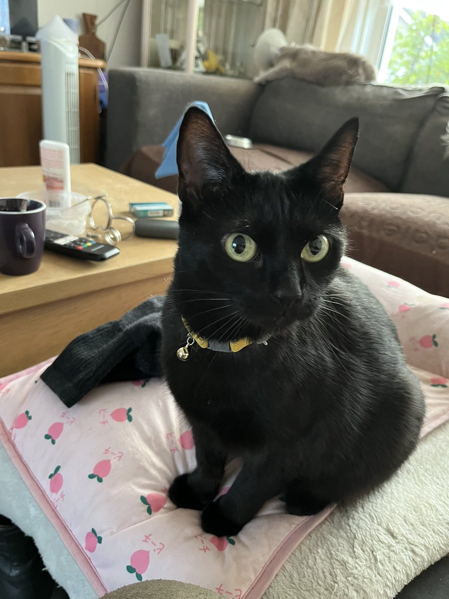 RonBosch25's tweet photo. Onze bunny.
Lieve zwarte poes.🐈‍⬛ https://t.co/U5avfWrO0R