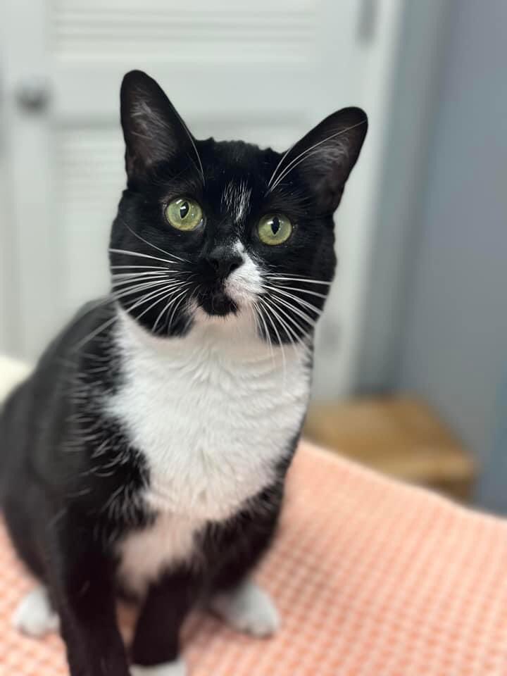 MizWaffles_'s tweet photo. I can’t believe it, 8 months ago you came into my life and helped heal my heart. I love you Millie aka Mulan to the moon and back. The 1st picture we took the day she was adopted. The one on the right is from this morning https://t.co/qOAsaAcyVc
