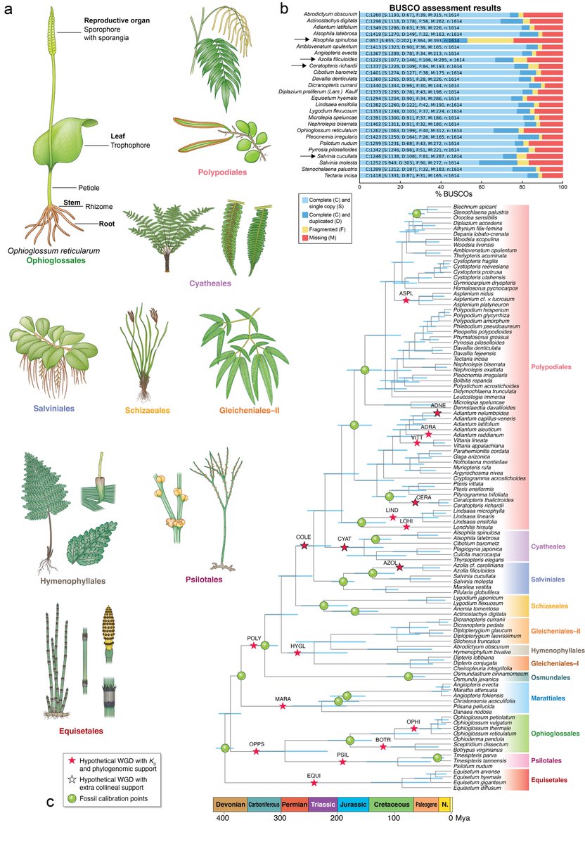 Preprint! 4 years of work, 9 labs, 402 RNA-seq samples, 22 ferns, #histology and #biochemistry. Outcome: 'Comparative #transcriptomics in #ferns reveals key innovations and divergent #evolution of secondary cell wall' #plantsci 
biorxiv.org/content/10.110…