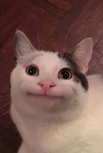 todayppyu's tweet image. 240825 구공탄 팬싸인회
아 진짜 이거 어디에서 봤나 했는데 이 고양이인가...?
대체 왜 저런 표정이 나왔는지 아시는 분...? 궁금해요...!
#서은광 #SILVERLIGHT #구공탄 #BTOB