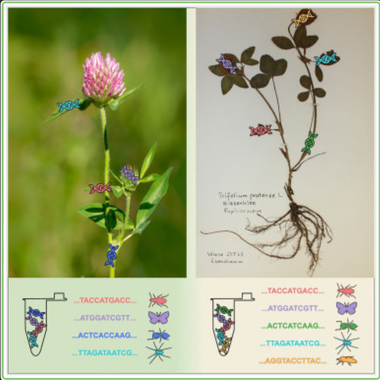 sven9r's tweet photo. 1/5 🌱 Thrilled to share our latest research published in @CurrentBiology ! @ManiStroh  lead a team of young researchers from @biogeo_trier  that used eDNA metabarcoding on historical herbarium specimens to uncover decades-old arthropod communities. 
https://t.co/NzqkhdGqqo https://t.co/95IvM4wnY9