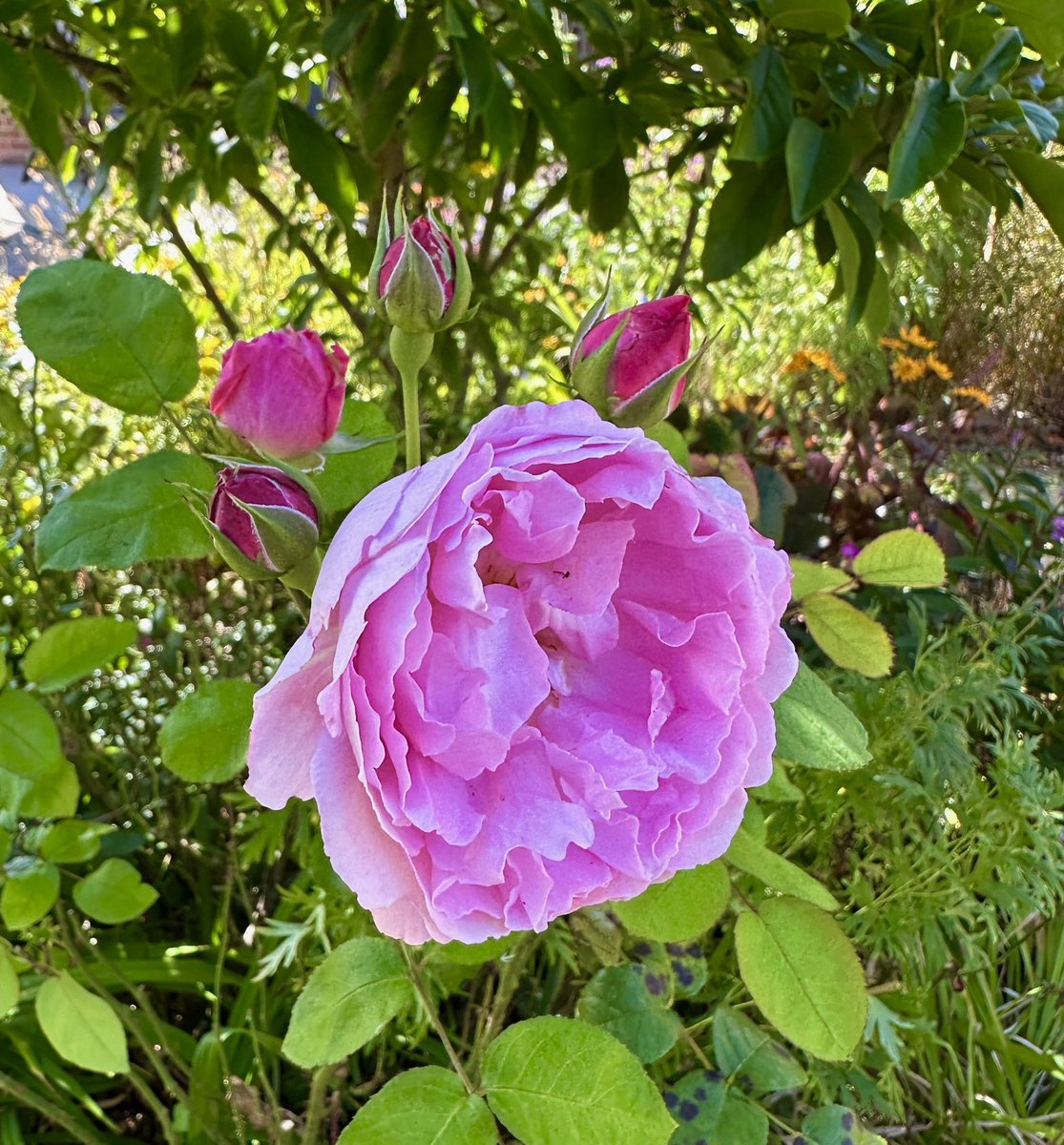 PotteringPolly's tweet photo. Mary Rose having a final little flush a few days ago, before being bashed by the weather #RoseWednesday
#finalflush #flowers #roses https://t.co/xa3EmRTVKv