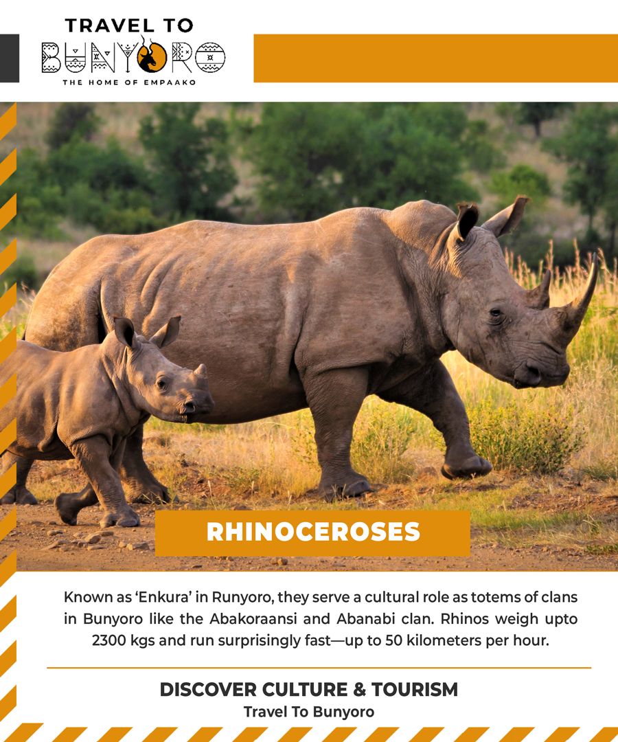 What do you know about Rhinos? 
DISCOVER CULTURE &amp; TOURISM
#TravelToBunyoro