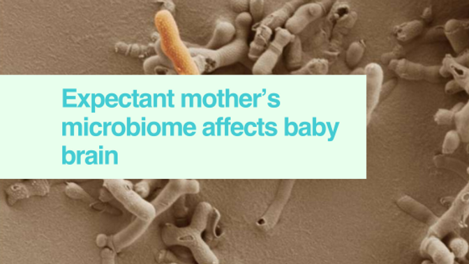 EARA_FR's tweet photo. 🐭🤰 Le #MicrobioteIntestinal d'une mère peut affecter le développement cérébral de son bébé à naître, révèle une étude de @Cambridge_Uni sur des #souris.
🦠 Elle suggère que l'apport de « bonnes » bactéries pourrait améliorer la croissance et le développement du fœtus. #RechercheAnimale
https://t.co/HUl37Krb31