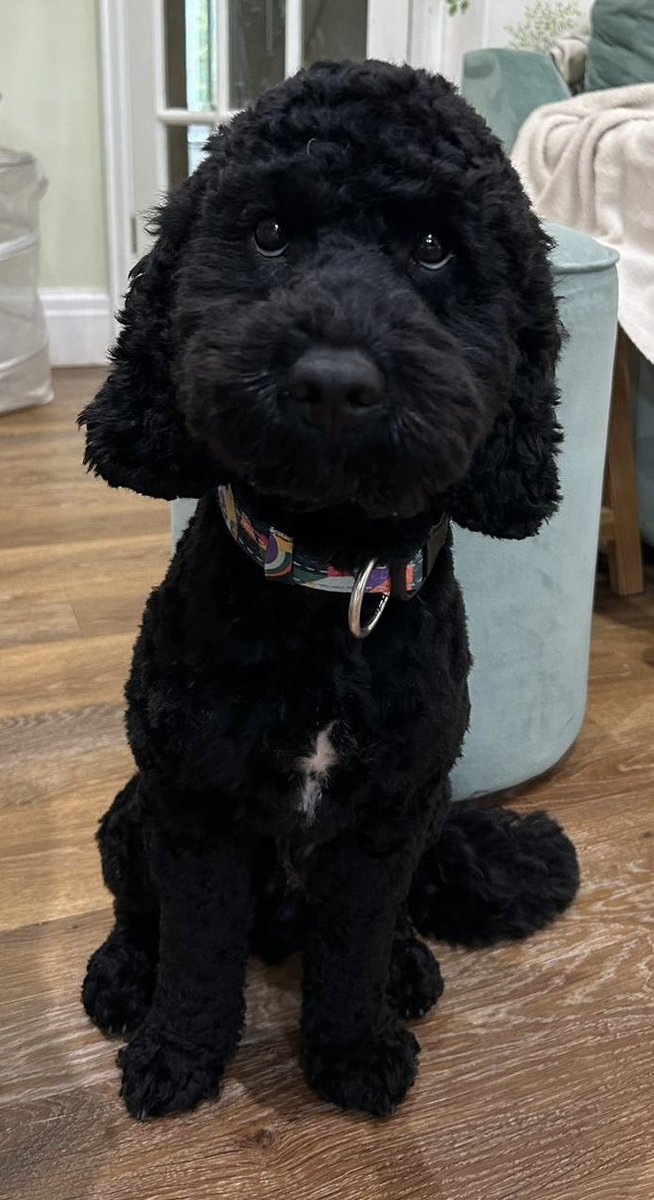 lhighto's tweet photo. @mrdanwalker Here’s Uba ❤️ https://t.co/PcjWVZ0YP8