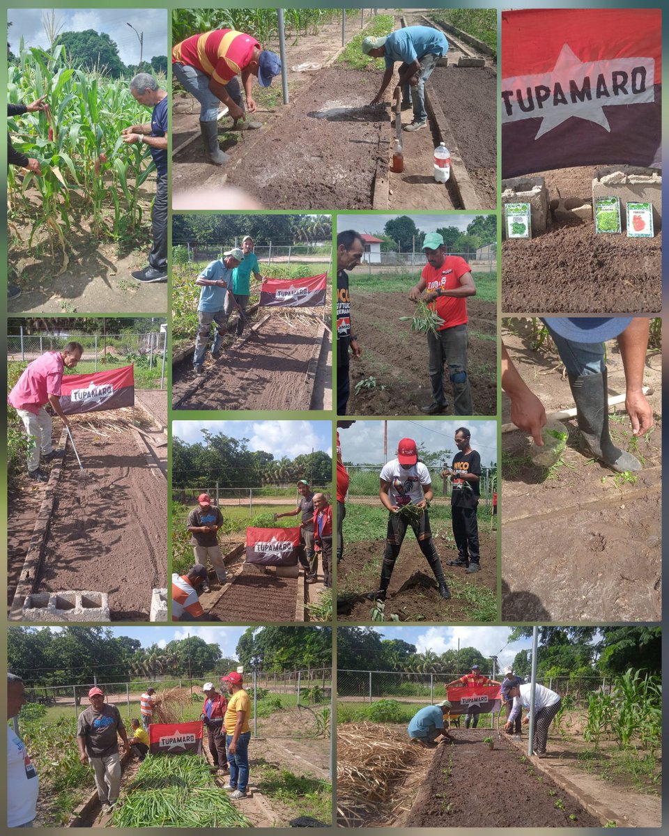 "El trabajo voluntario quedará fundamentalmente, no como un instrumento de producción, sino como un instrumento de educación, como un instrumento de capacitación" Fidel Castro 

En la UPI <a href="/SantabarbaraMrt/">Mrt_Santa Barbara</a> Continua la elaboración de semilleros de pimenton, perejil crespo cilantro