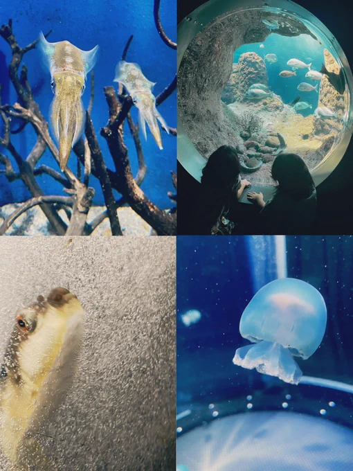 江ノ島水族館と水族館前のカプリチョーザ行ったの楽しかったな～