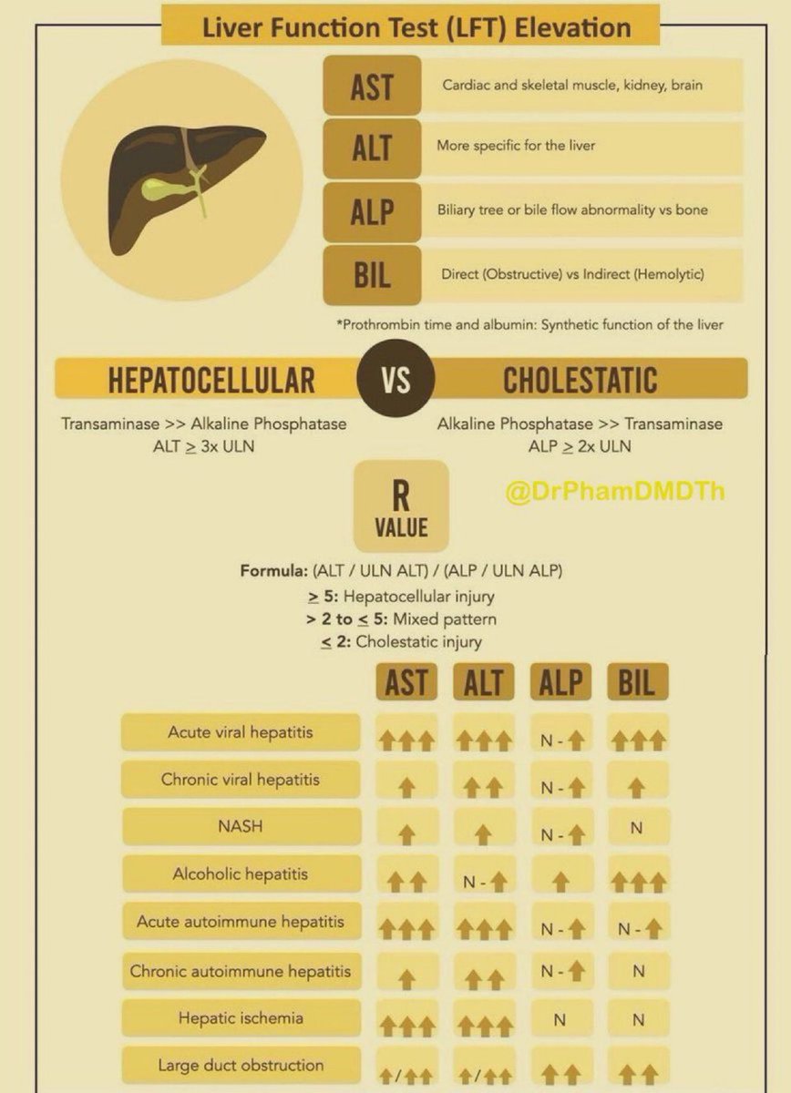 Liver Function Test (LFT) Elevation