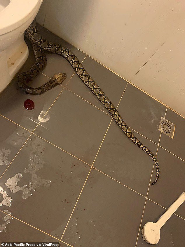 noticesnyth's tweet photo. Hombre de 35 años es mordido en los testículos por una serpiente de 3,6 metros mientras estaba sentado en el inodoro #urgente #emergencia #noticiasen1minuto #noticia #enterate #atencion #paratiiii #snytherd #reportc https://t.co/UWLOHVHiTh