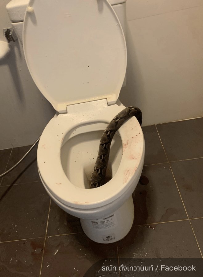 noticesnyth's tweet photo. Hombre de 35 años es mordido en los testículos por una serpiente de 3,6 metros mientras estaba sentado en el inodoro #urgente #emergencia #noticiasen1minuto #noticia #enterate #atencion #paratiiii #snytherd #reportc https://t.co/UWLOHVHiTh