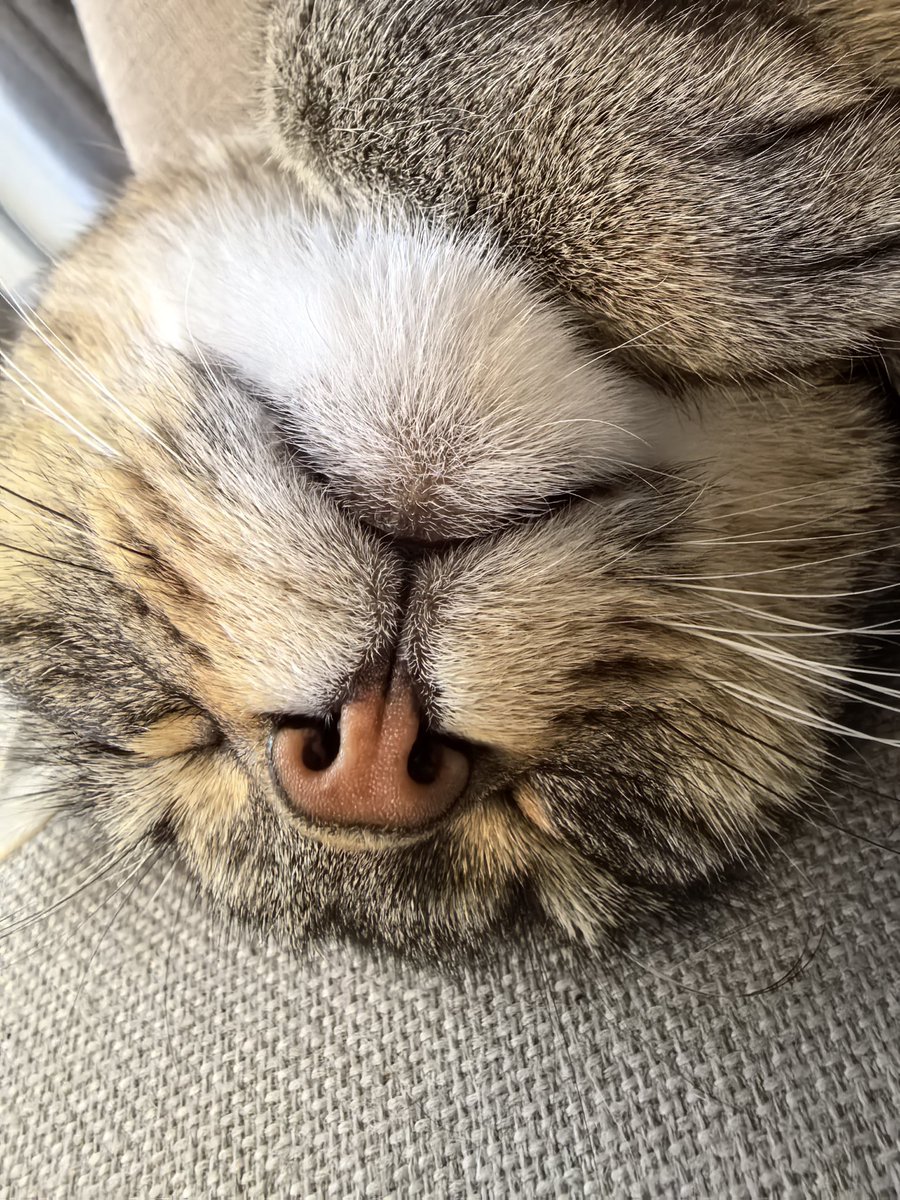Misti_koh's tweet photo. Have a pawsome day 😻
#cat https://t.co/629uTHM1xf