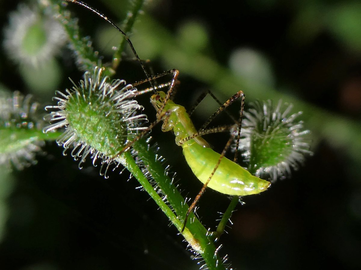 DrNiemitz's tweet photo. Nymph if the enchanter's nightshade #stiltbug with its longest and most fragile legs. Every day a new little miracle.
Nymphe der Hexenkraut #Stelzenwanze mit den längsten und dünnsten Beinchen. Jeden Tag ein neues kleines Wunder.
#naturephoto #NatureBeauty #Metatropis #Circaea https://t.co/ryBriLtCIa