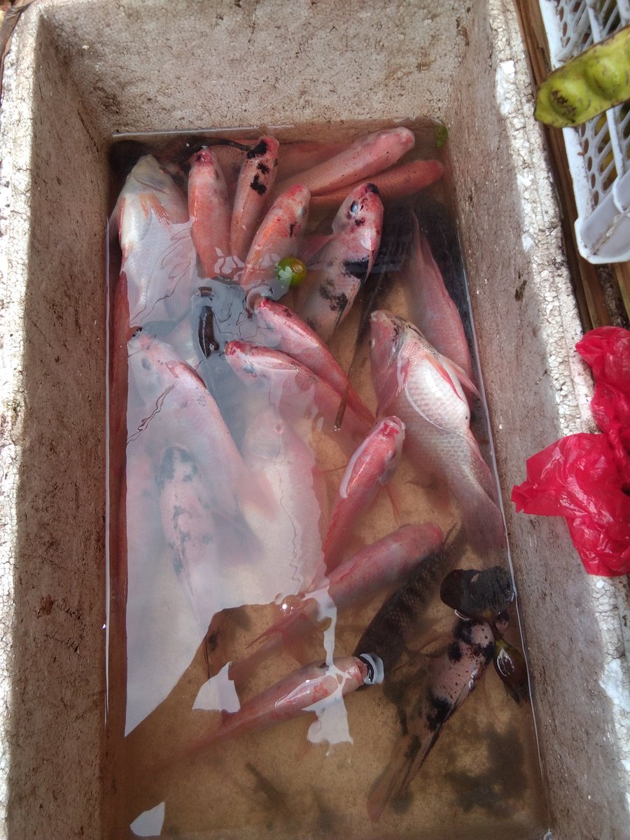 MustariPin4811's tweet image. Selasa (27-08-2024), Mustari, Luhkan Kab. Melawi, panen ikan nila di kelompok Tembaga desa Bukit Raya sebanyak 18 kg harga perkilo Rp 30.000 
#giatluhkan satminkal tegal
#bppsdm_kp
#luhlapor