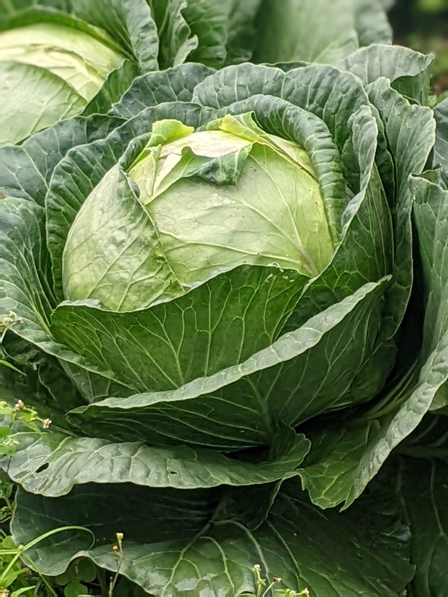 Elysee0fficial's tweet photo. Crop selection is critical for ensuring food security and improving livelihoods. Let's learn more about different crops and how to select the right ones for our region #CropSelection #FoodSecurity https://t.co/mdbiT1xZAT