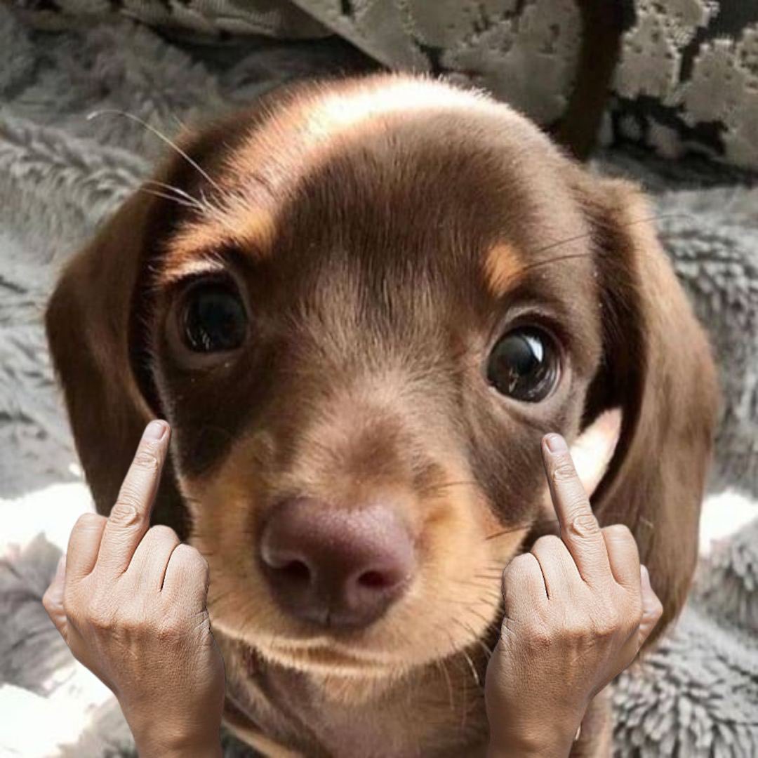 Sabr_gains 🧲〽️ (🇯🇵,🐾) tweet media