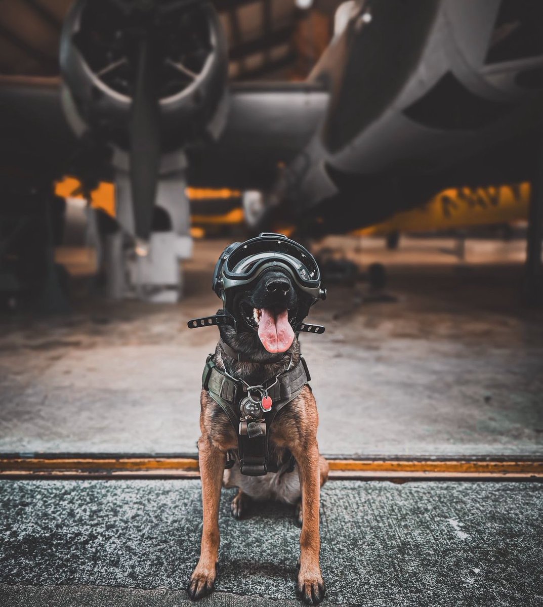 darksystemsnews's tweet photo. #k9helmet #k9unit #k9 #police #army https://t.co/RMJiWJovl5