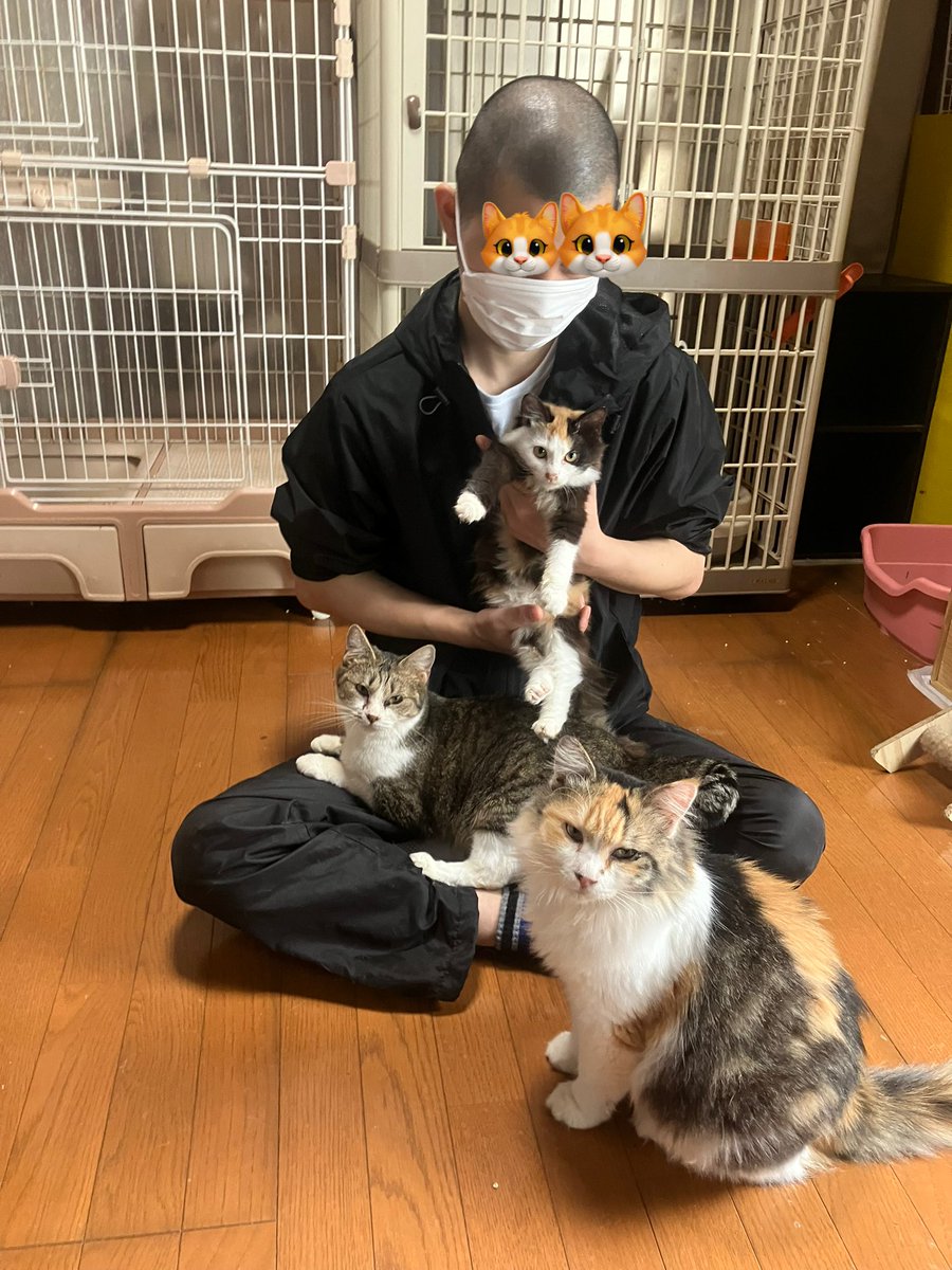 pnho3zreVt1npF5's tweet photo. 麗しき 乙女の園(女子部屋)
みんな可愛いし懐っこい🥰
#templecat
#女子部屋 https://t.co/s1RgB3WhM8