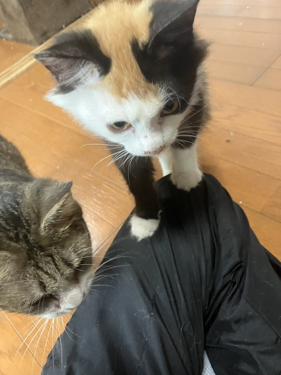 pnho3zreVt1npF5's tweet photo. 麗しき 乙女の園(女子部屋)
みんな可愛いし懐っこい🥰
#templecat
#女子部屋 https://t.co/s1RgB3WhM8